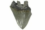 Partial Fossil Megalodon Tooth - Serrated Blade #338807-1
